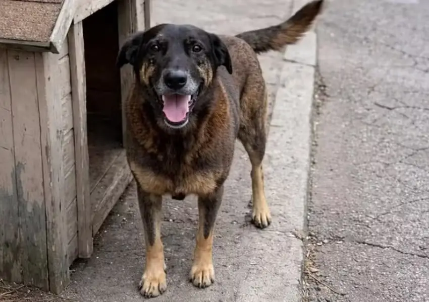 Caso do Cão Orelha Reacende Debate no Congresso Sobre Penas Mais Duras para Maus-Tratos a Pets