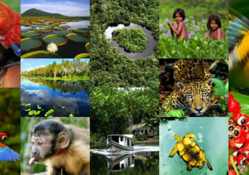 Biodiversidade da Amazônia chama atenção de pesquisadores do mundo inteiro