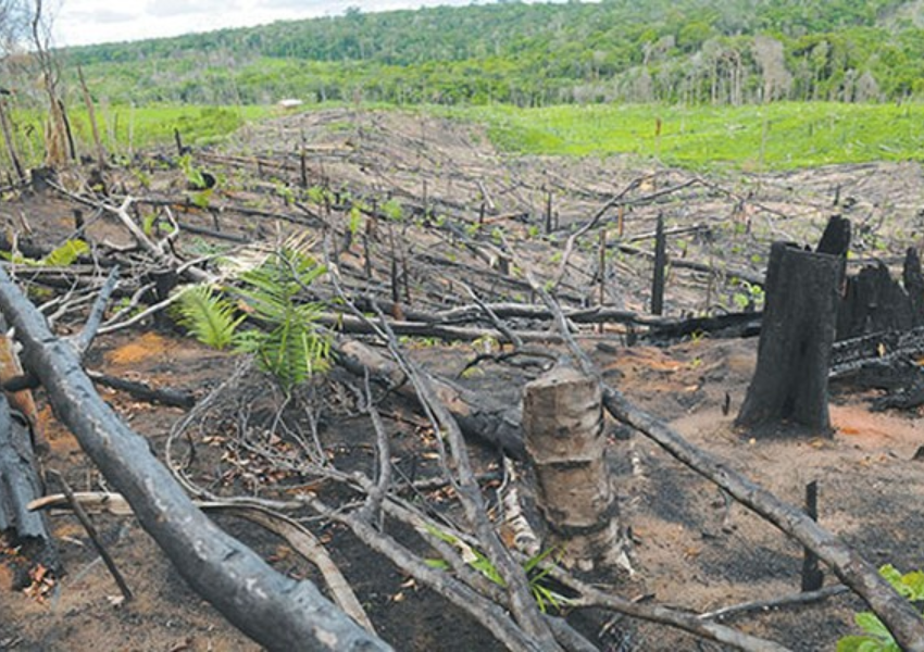 Queda no desmatamento da Amazônia reforça cenário positivo para preservação ambiental