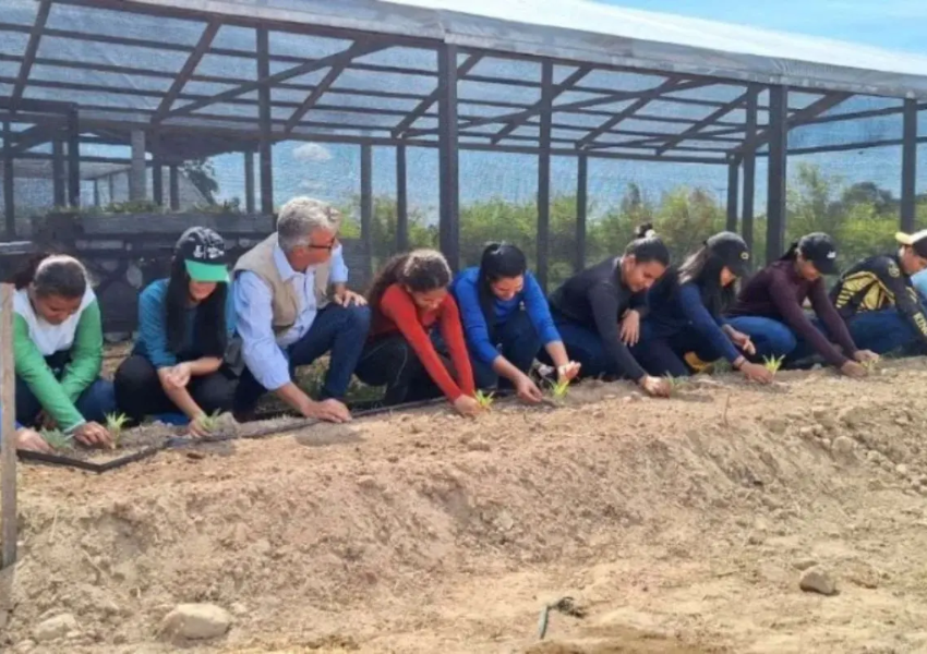 Onde antes havia garimpo, agora há alimento: governo implanta unidades de soberania alimentar na Terra Yanomami