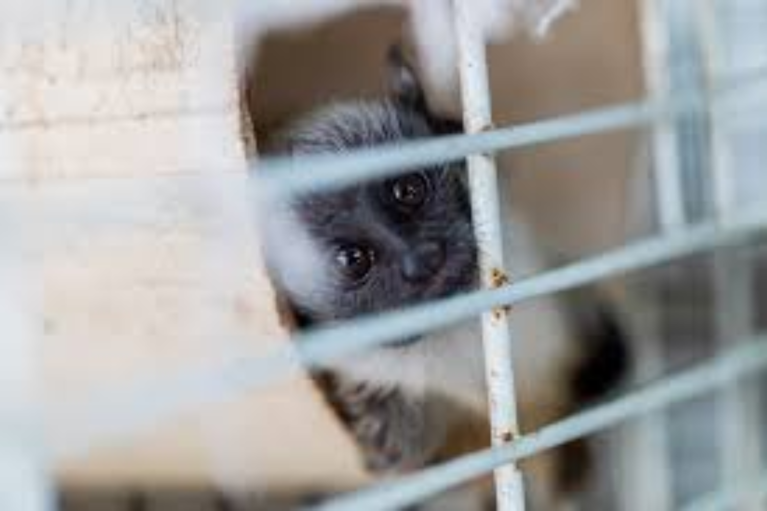 Tráfico ilegal de animais silvestres ameaça comunidades e biodiversidade na Amazônia