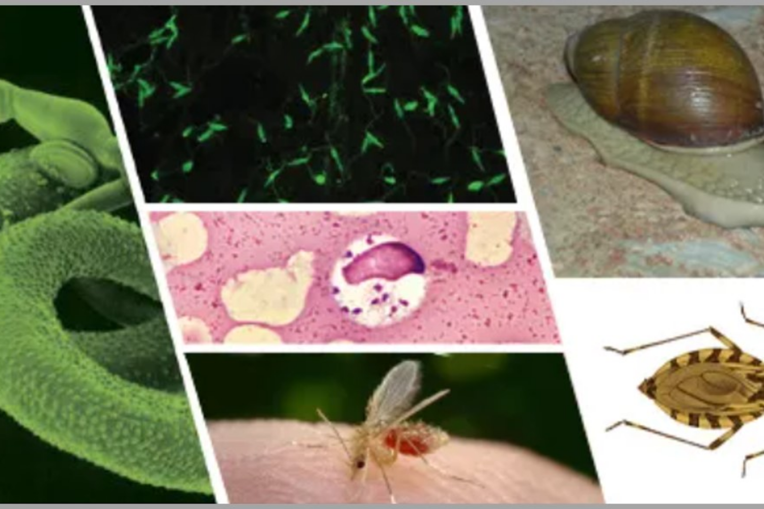 Amazônia reforça ações de combate a doenças tropicais durante o período chuvoso