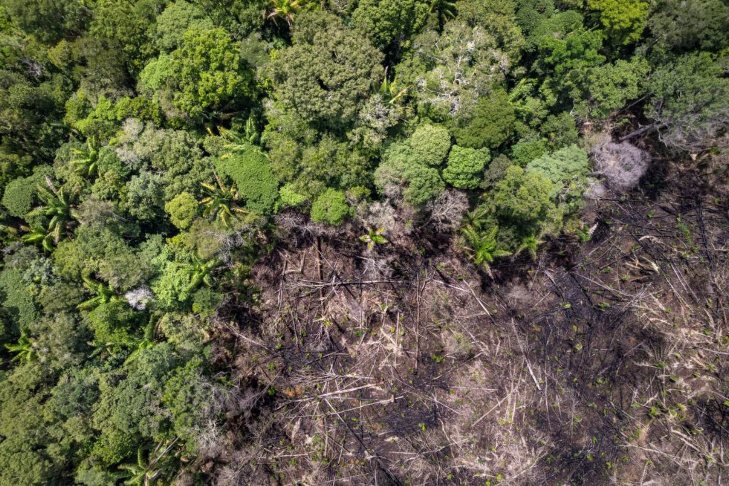 Acre supera meta de controle do desmatamento e reforça operações integradas na Amazônia