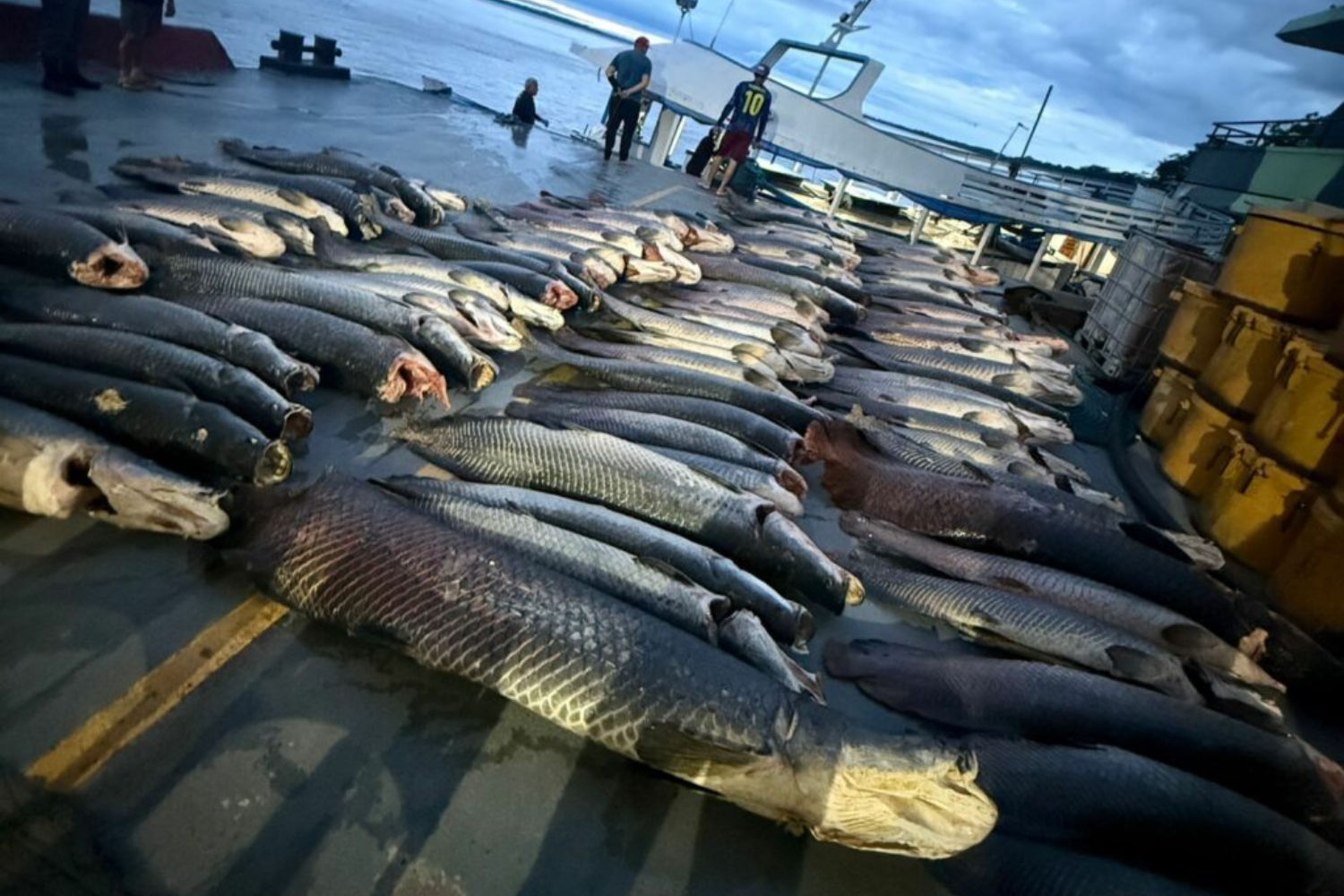 Operação no Amazonas apreende mais de 16 toneladas de pescado ilegal em rota fluvial da Amazônia
