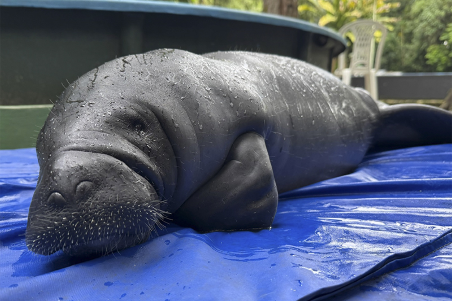 Projeto em reservas do Amazonas busca reduzir conflitos entre ribeirinhos e mamíferos aquáticos na Amazônia