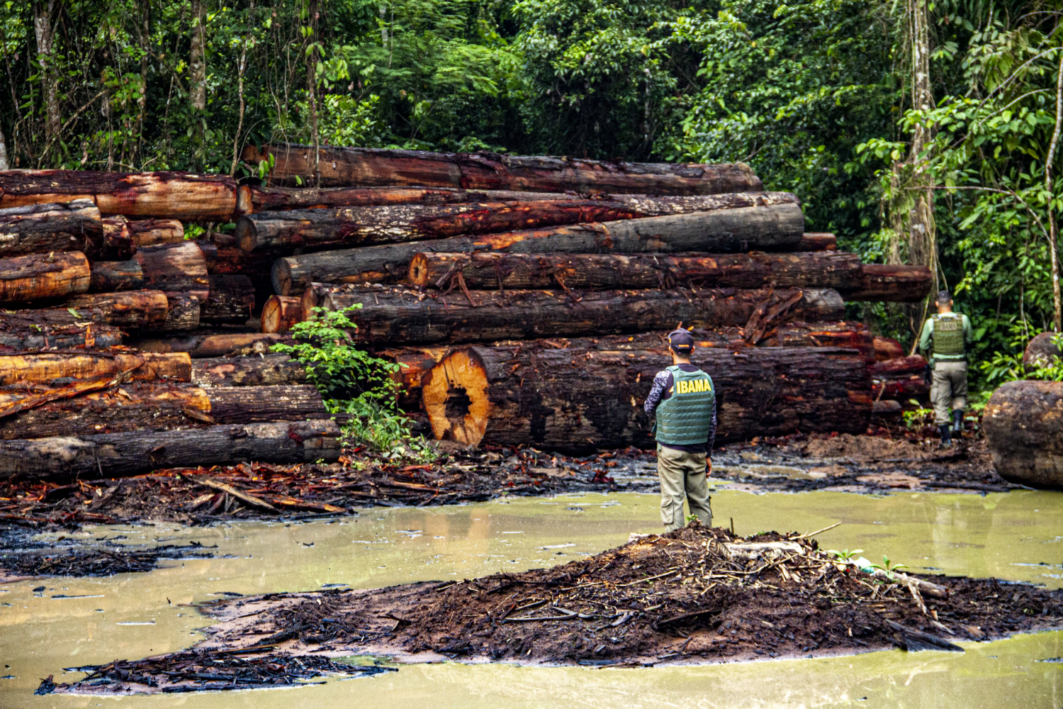 Operação no Pará apreende 15 mil m³ de madeira ilegal e aplica R$ 110 milhões em multas