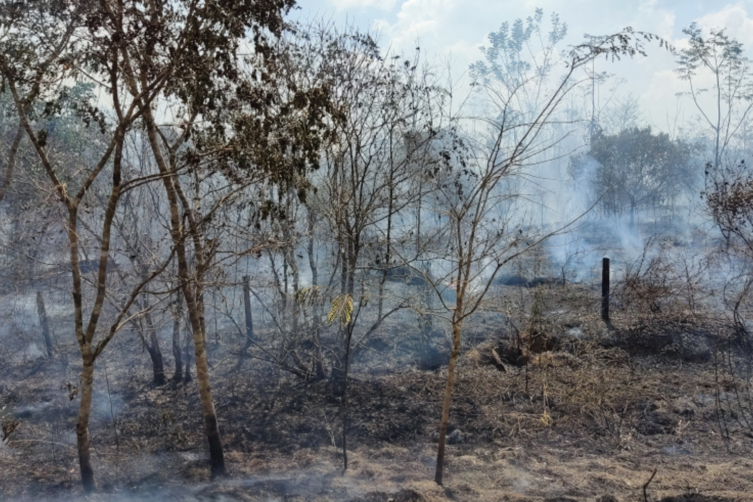 Pesquisas apontam secas mais longas e mudanças no regime de chuvas na Amazônia