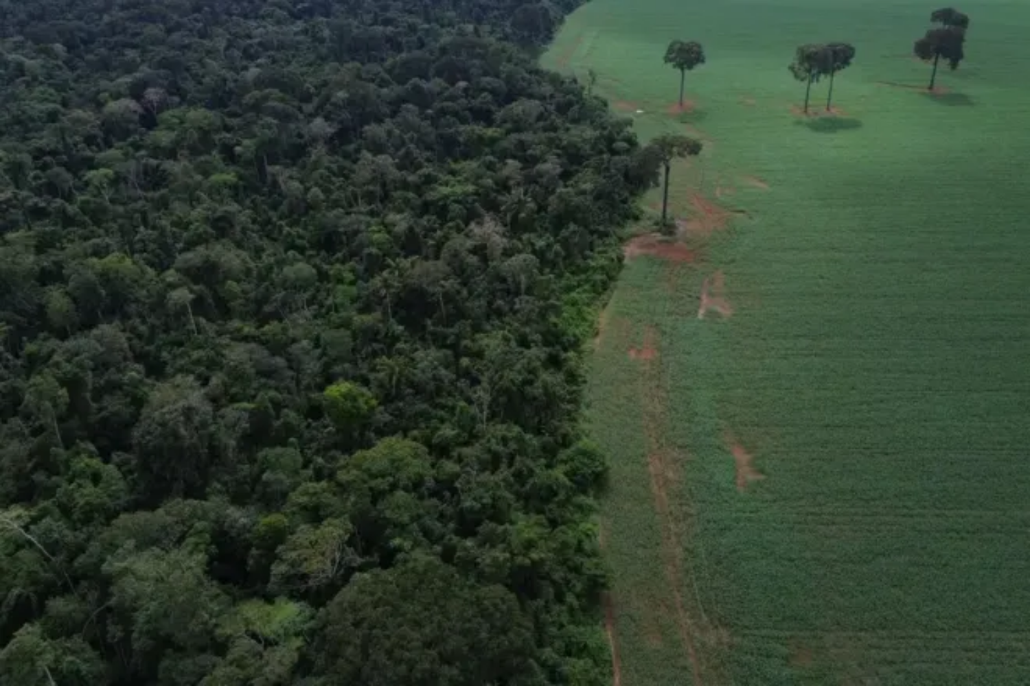 Mudanças climáticas já prolongam secas e intensificam degradação na Amazônia, apontam estudos