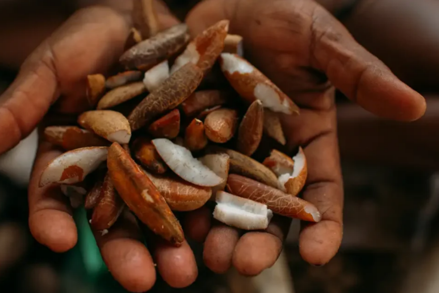 Instituto abre bolsas para imersão em bioeconomia e reforça debate sobre futuro sustentável da Amazônia