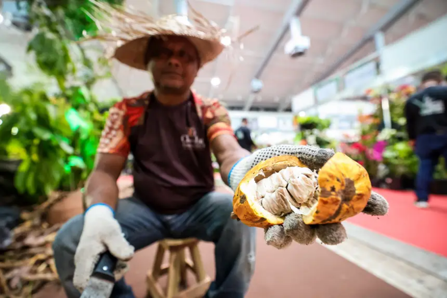 Festival do Chocolate e Cacau deve movimentar mais de R$ 3 milhões e fortalecer produtores da Amazônia em Belém