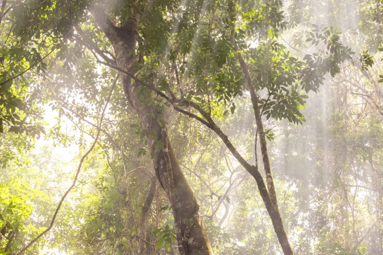 Pará cria Dia Estadual das Unidades de Conservação e reforça agenda ambiental na Amazônia
