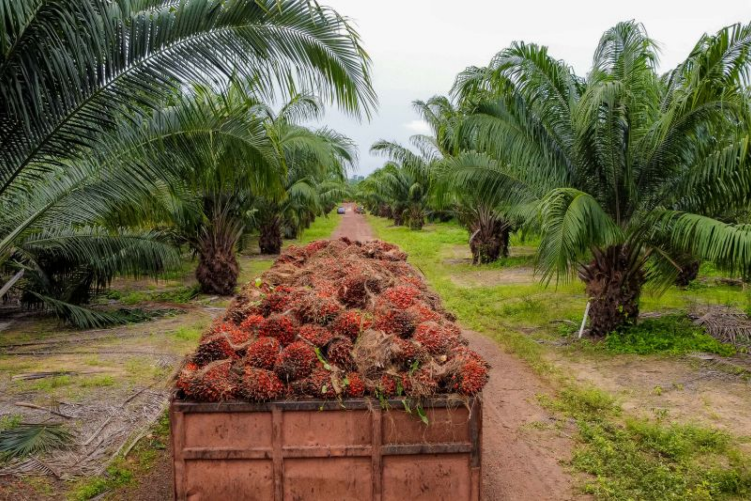Pará lidera produção de dendê no Brasil e reforça peso do agronegócio amazônico