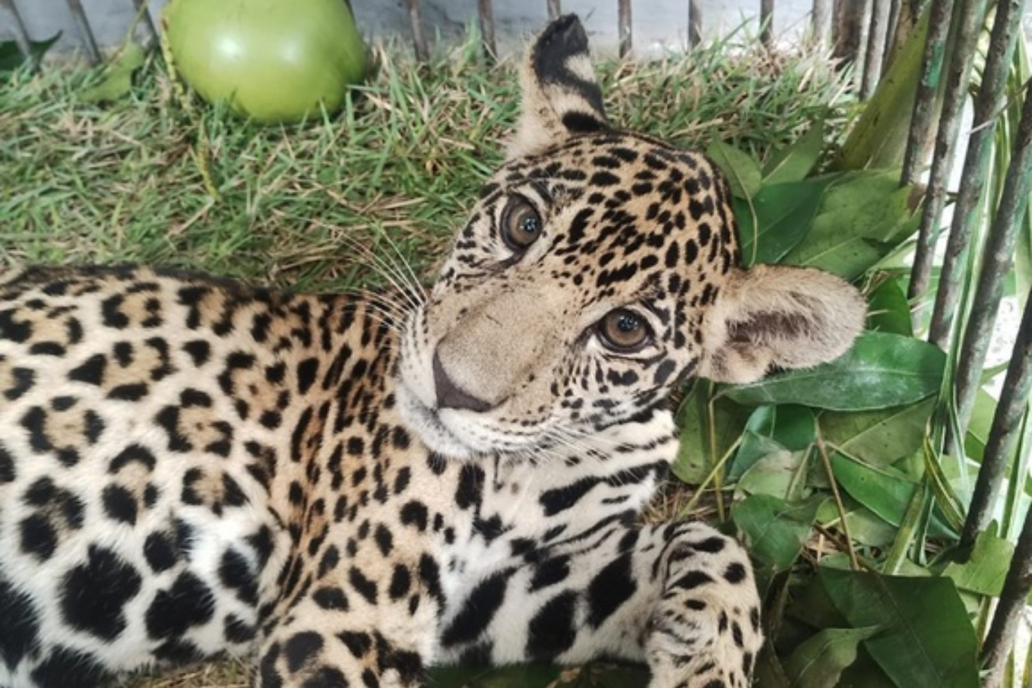 Filhote de onça-pintada resgatado no interior do Amazonas é transferido para reabilitação em Brasília